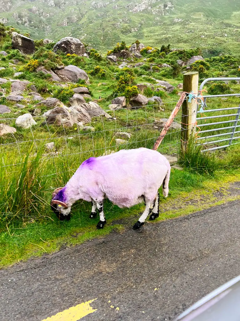 A purple spray painted sheep grazing on the side of the road in the Gap of Dunloe.