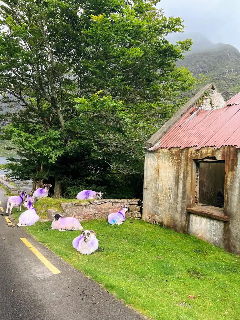 Sheep with purple spray paint next to the road and an old shed in the Gap of Dunloe.