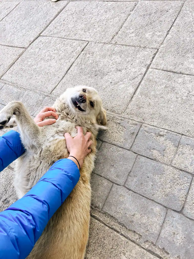 Petting a Chilean dog in Patagonia. 