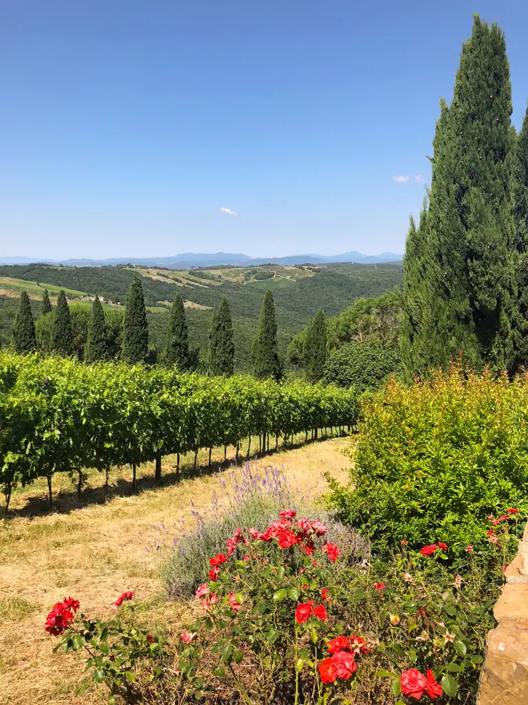 On a vineyard there is a row of vines on the left and flower bushes on the right with cypress trees in the background. 