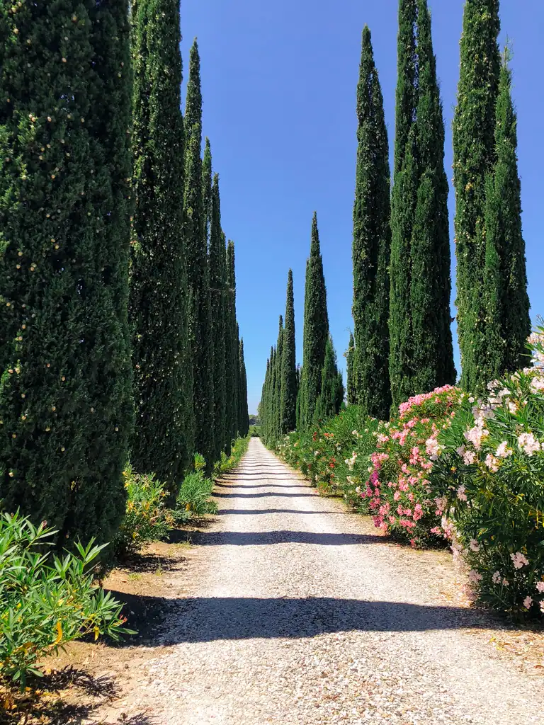 Cypress trees line a rocky road with pink flower bushes on the right in Tuscany. 
