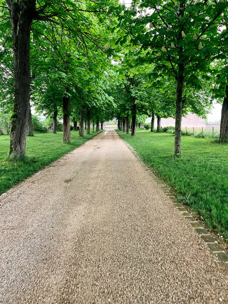A tree lined pathway with grass on both sides and gravel on the burgundy wine tour. 