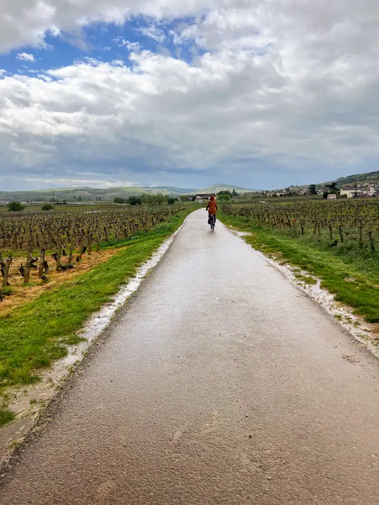 A girl in a brown jacket bikes along a path in Burgundy surrounded by vineyards. 