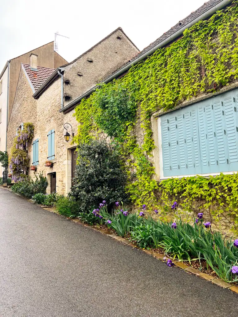 A moss and plant colored old brick wall in Burgundy on a wine tour.