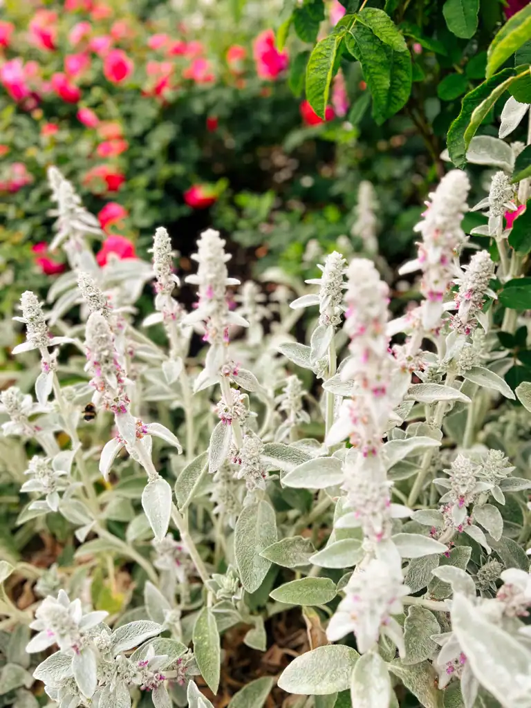 A close of up of plants at hyde park on a perfect solo day in london.