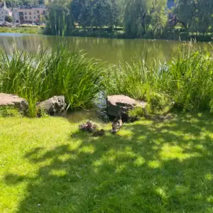 Ducks along the lake in Monaghan Ireland