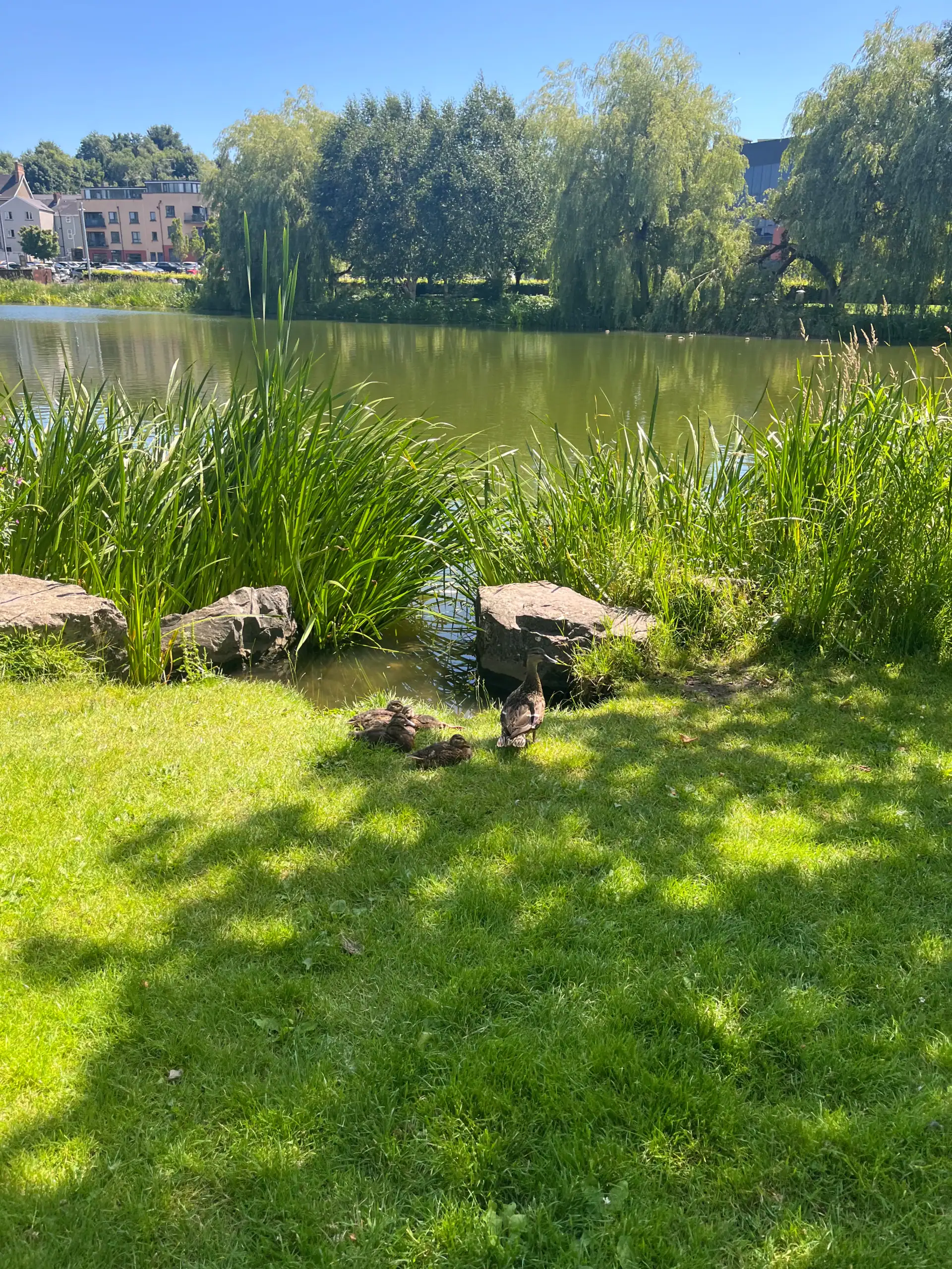 Ducks along the lake in Monaghan Ireland