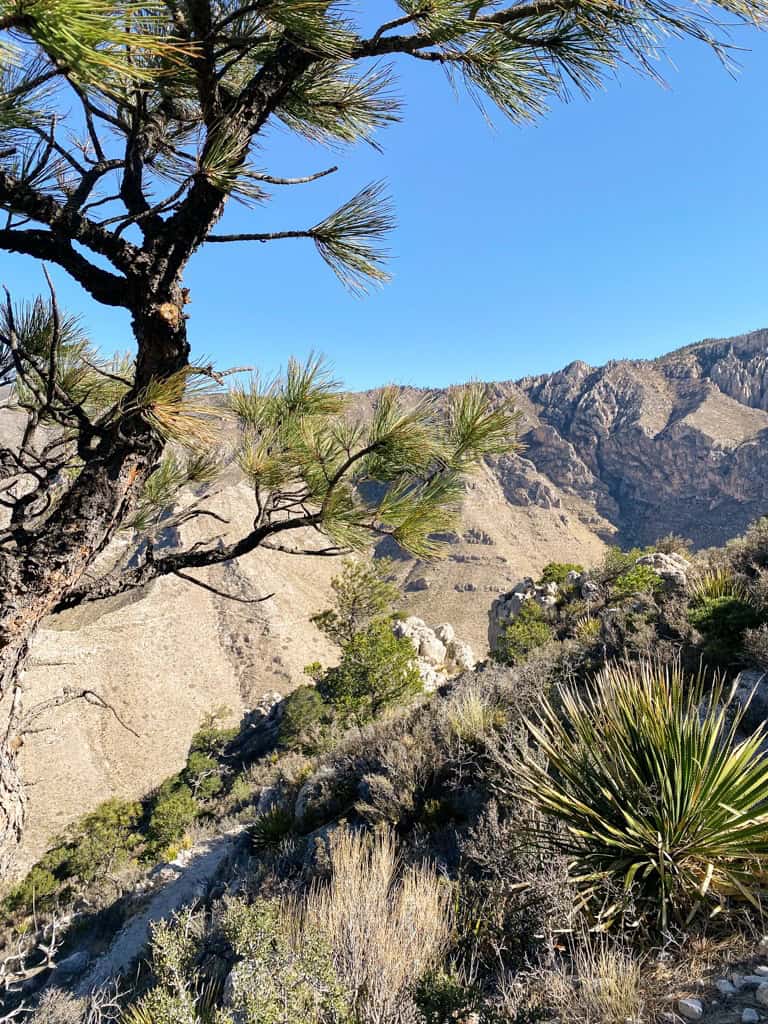 Views from the Guadalupe Mountain hike with cacti and desert trees. 