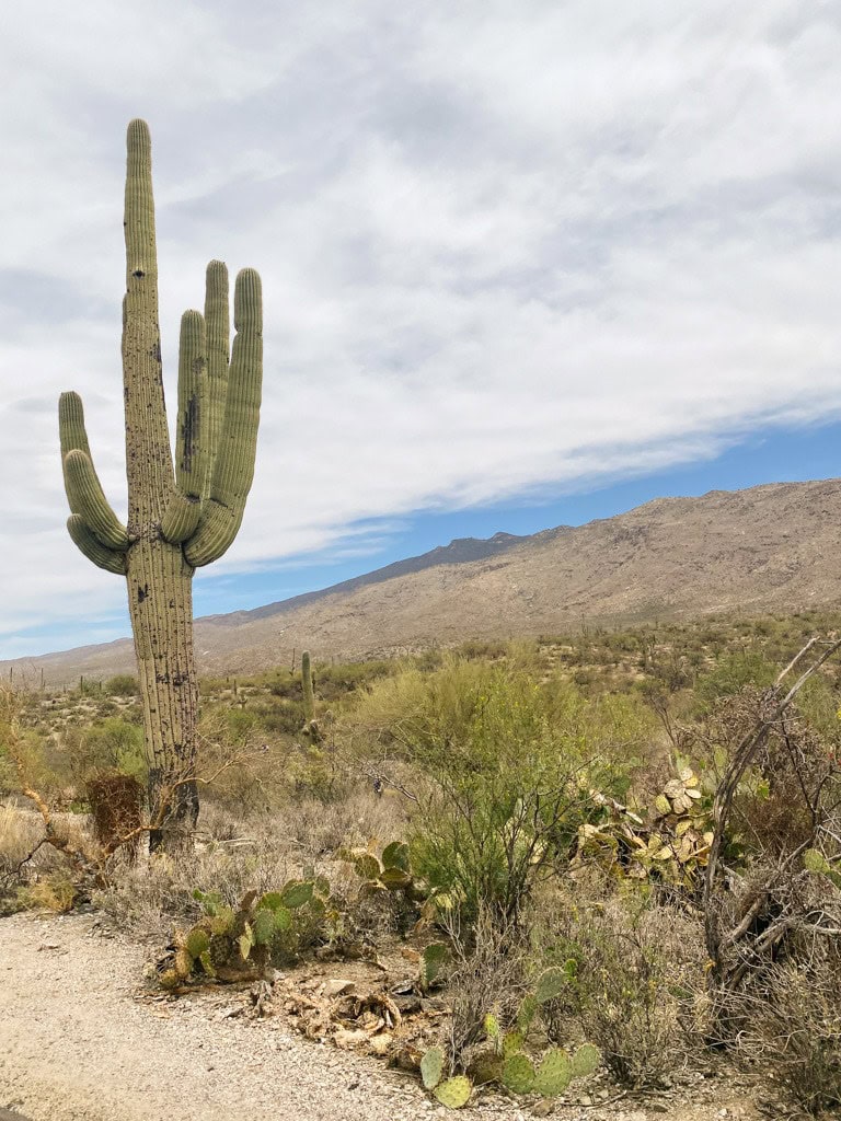 A saguaro cactus on the trail in Saguaro National Park. 