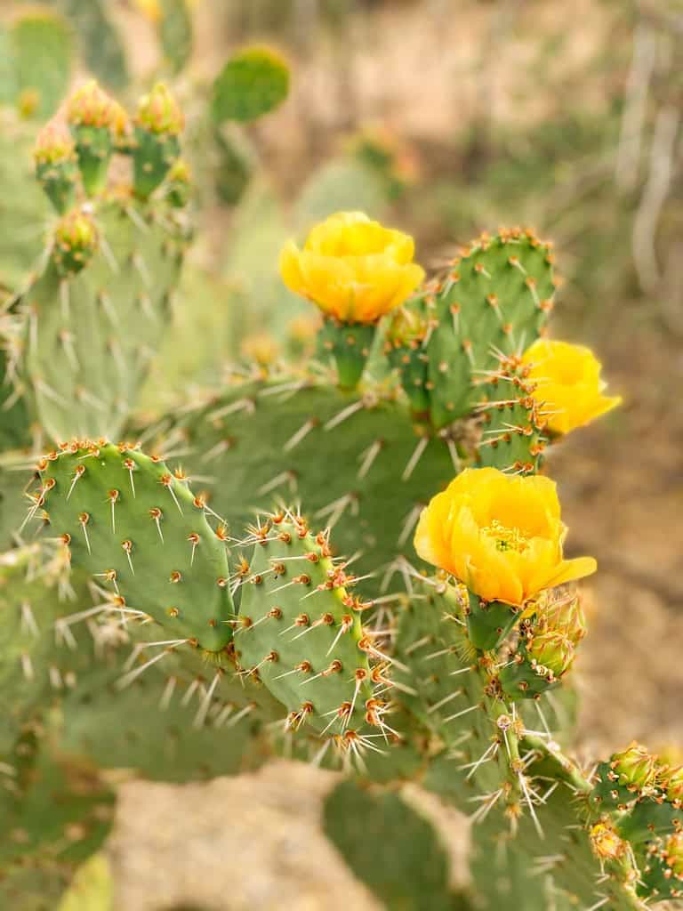 prickly pear cactus with yellow flowers in Saguaro National Park. 