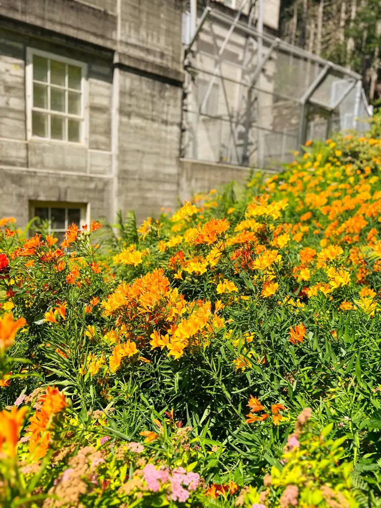 A gray building in the background with orange, pink and yellow wildflowers in the forefront.