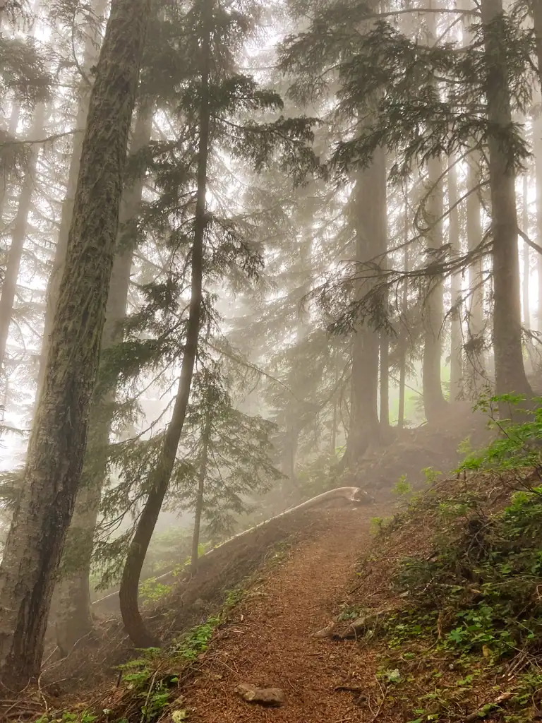 A misty forest with a dirty trail and large evergreen trees around the trail.