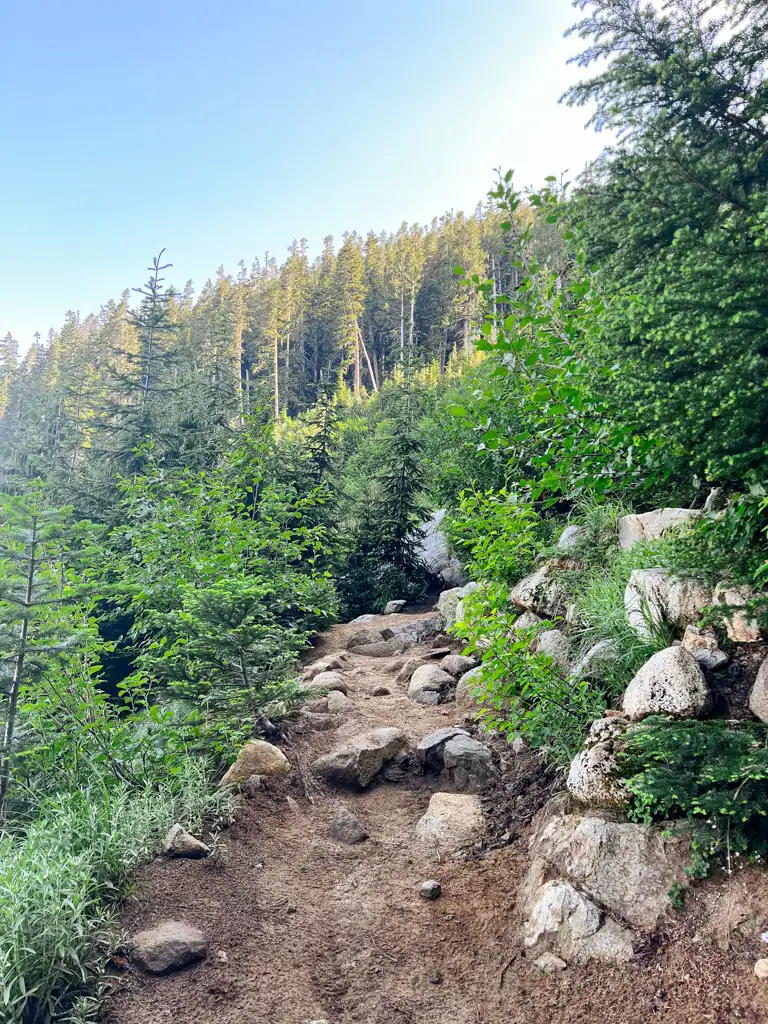 A mountain trail surrounded by green trees.