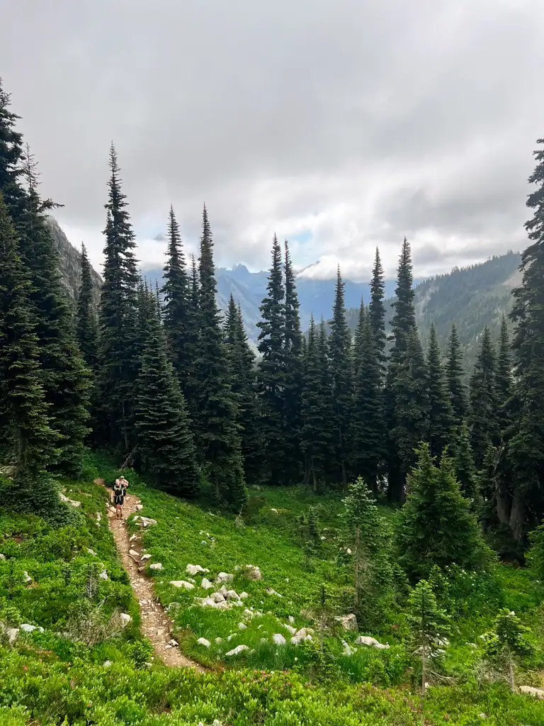 A grassy meadow with a dirt trail parting the green and large evergreens in the background.