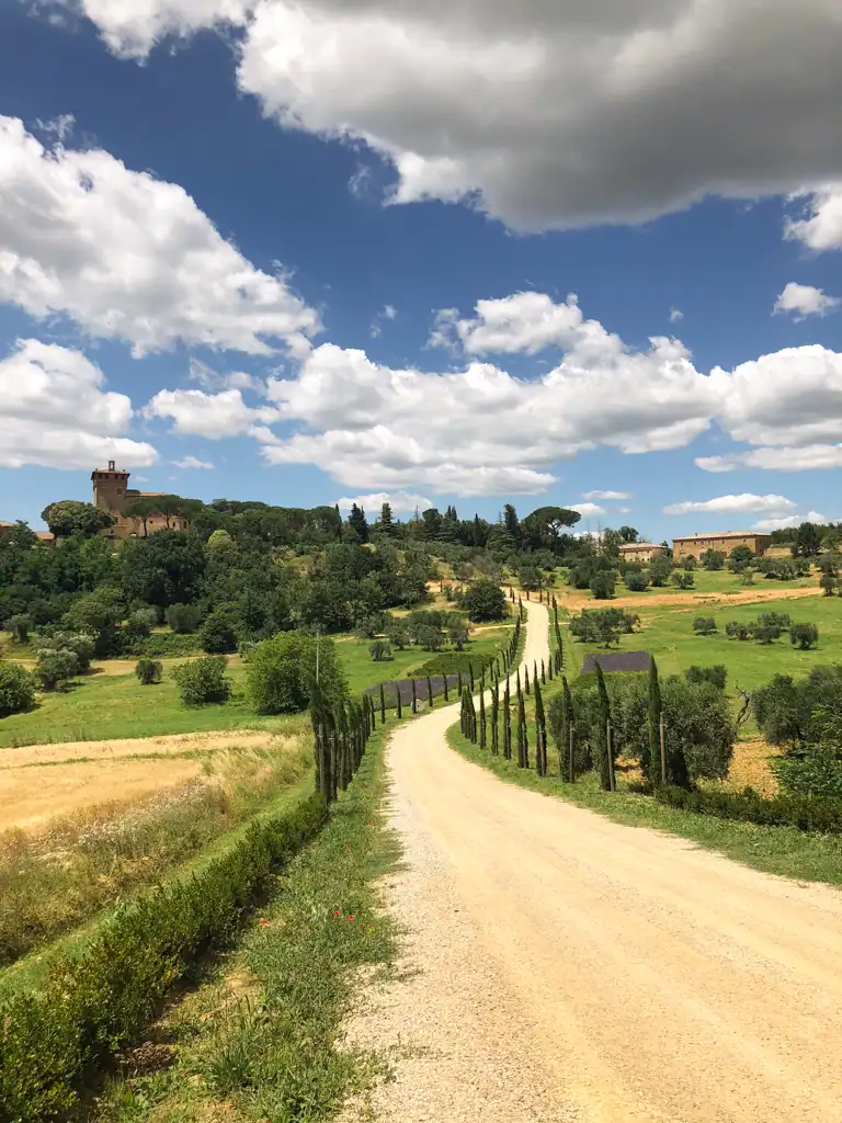 A cypress line lane next to open fields in Tuscany. 