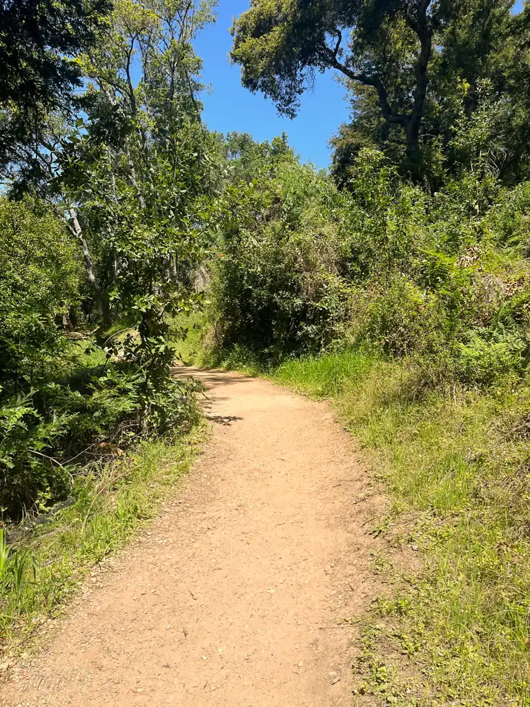 A basic trail with greenery on both sides and trees.