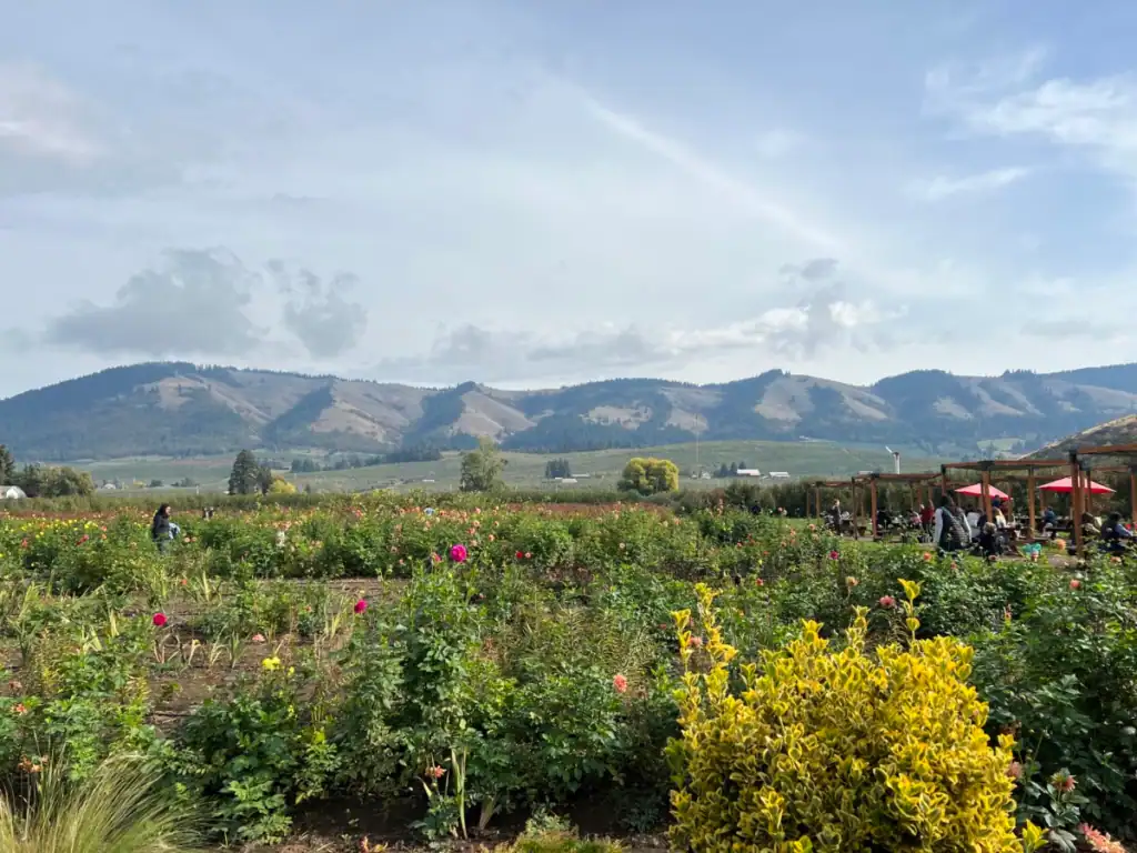 Hills in the background and flowers and bushes in the foreground in Hood River. 