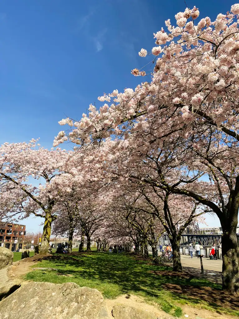 A close up of cherry blossom trees, one of the best tings to do in portland in the spring. 