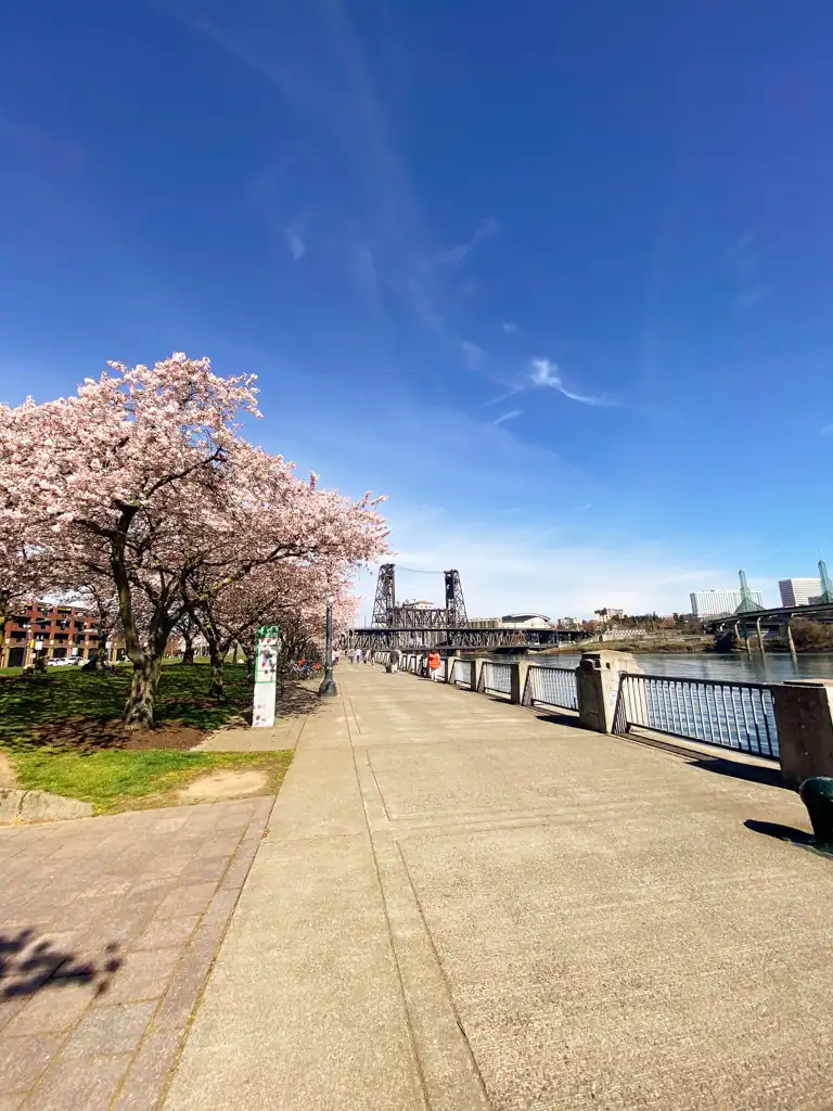 A walkway with a bridge in the background and cherry blossoms on the left.