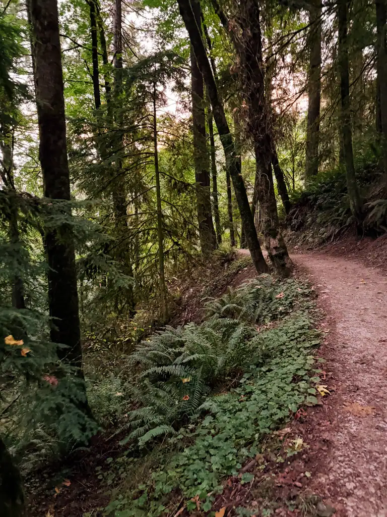A fern lined trail in forest park, one of the best things to do in Portland. 