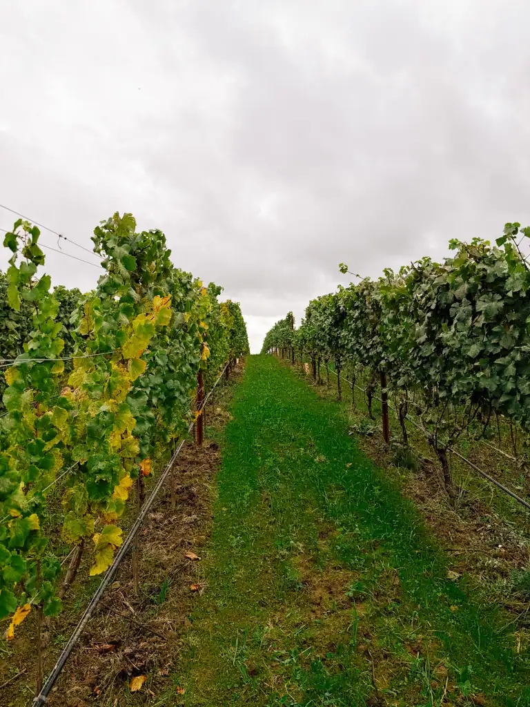 A green pathway with wine vines lining it. One of the best things to do in Portland. 