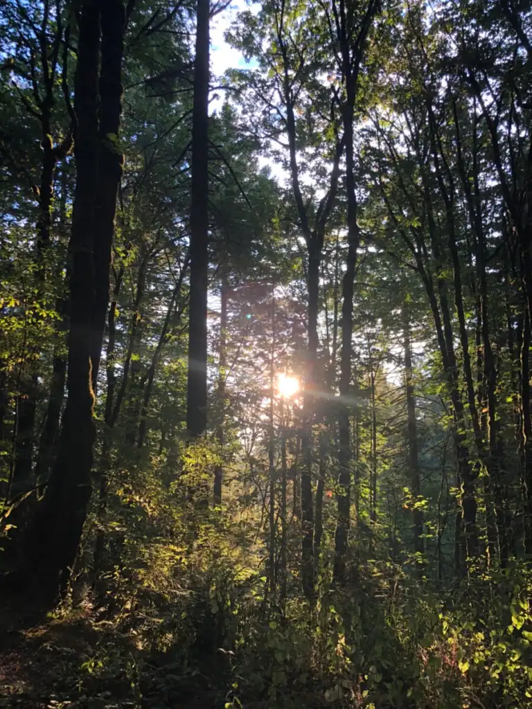 The sun shines through tall trees in a guide to portland's forest park. 