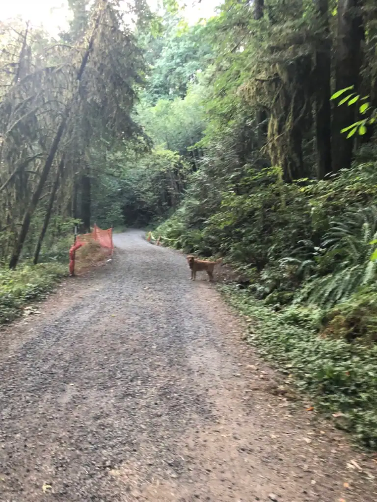 A rocky path with a dog standing in on the trail in a guide to portland's forest park. 