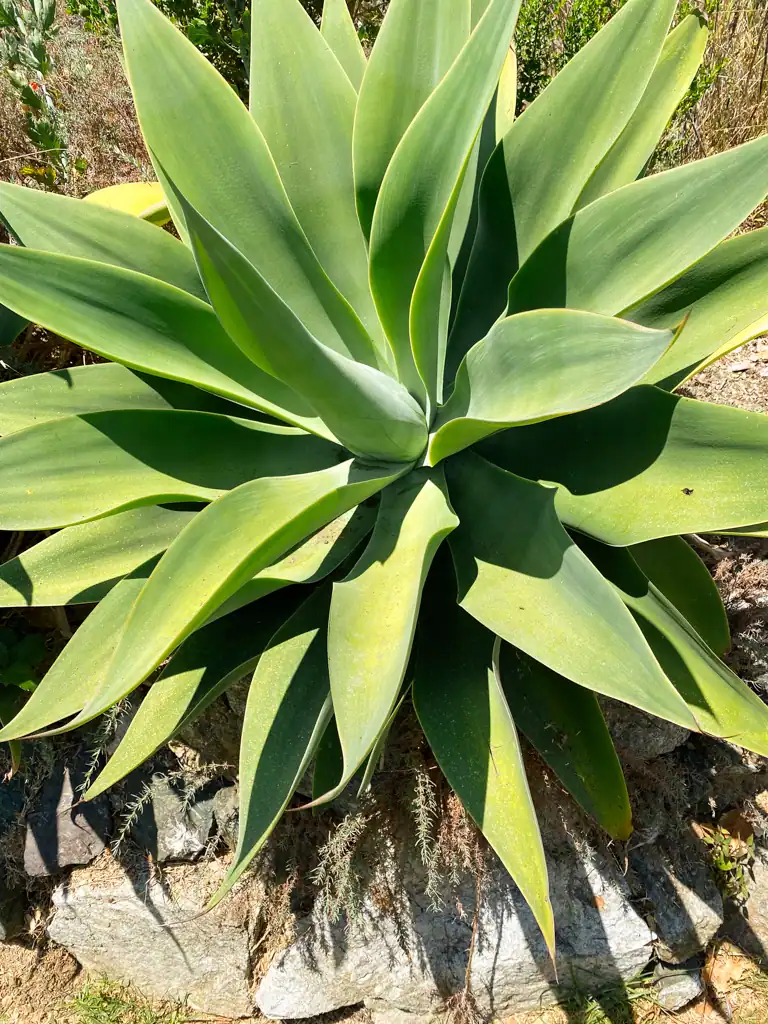 A large green succulent. 