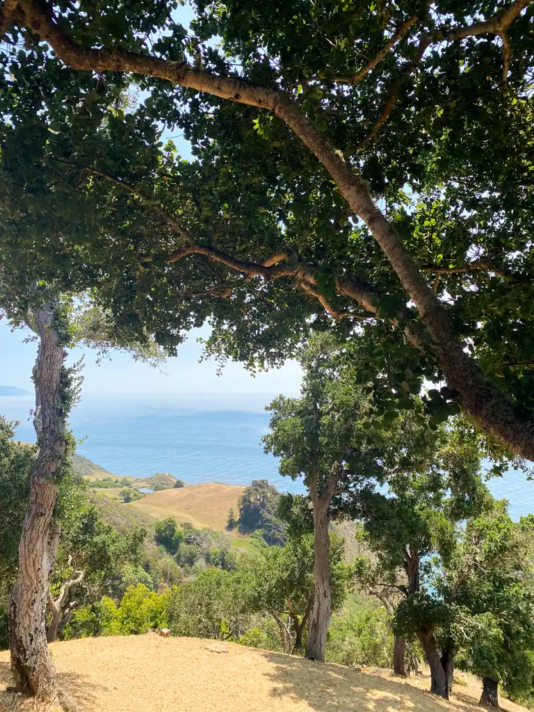 views over looking the land and ocean with trees. 