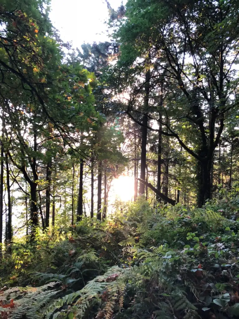 The sun rising bteween trees with bushes and furnes lining the foreground. 