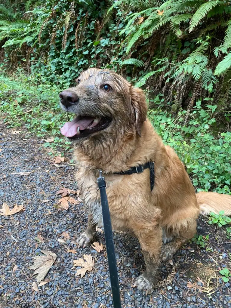 A muddy faced golden retriever on a trail near greenery. 