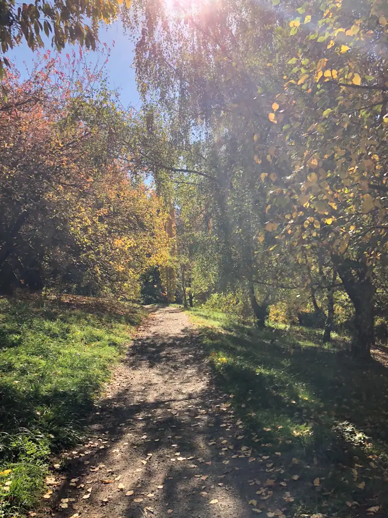 a tree lined trail in a guide to portland's forest park. 