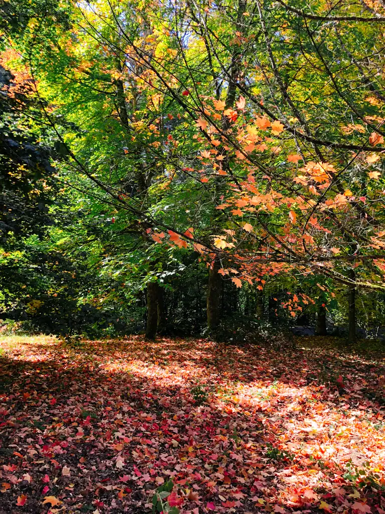 Fall trees in forest park. 