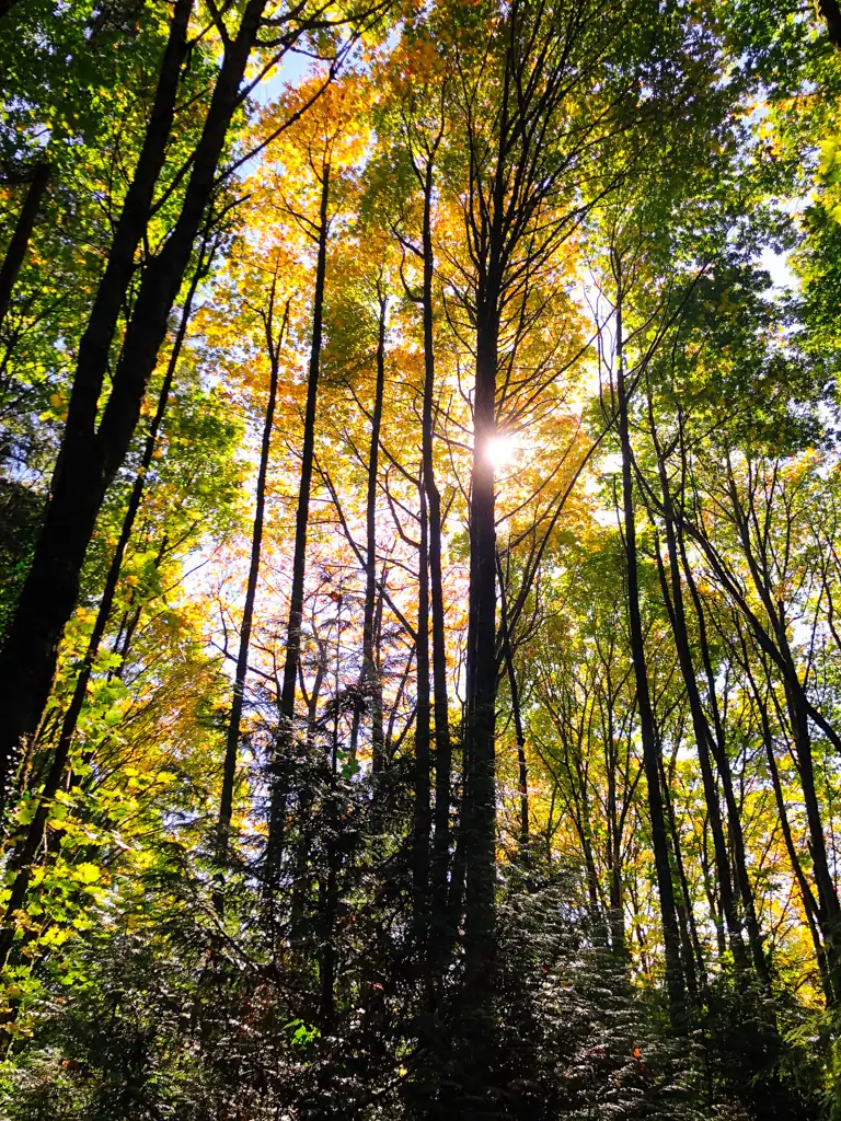 The sun hidden behind very tall green and yellow leafed trees. 