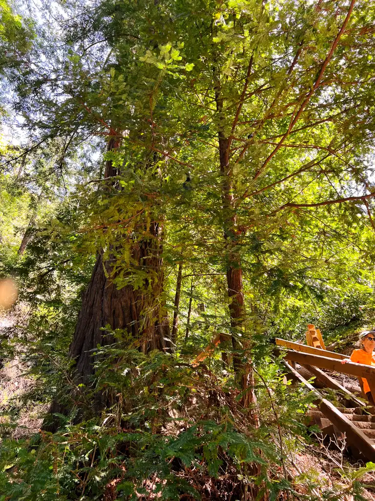 A forested area with trees and a glimpse of a wooden staircase on the right. 