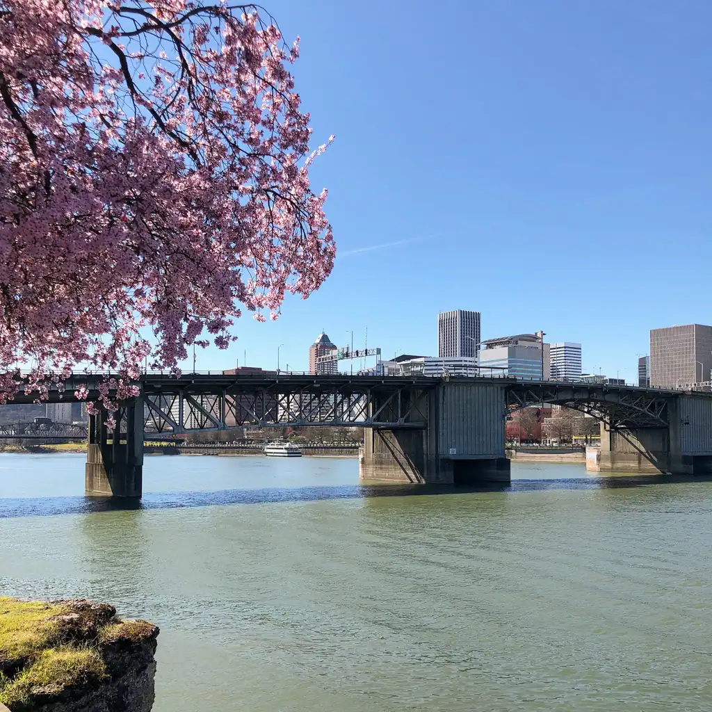 A pink cherry tree hangs over the willamette river in Portland. 