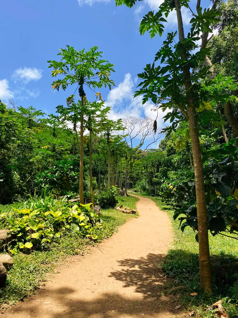 A tree and grass lined path leading to Honolua Bay Beach. 