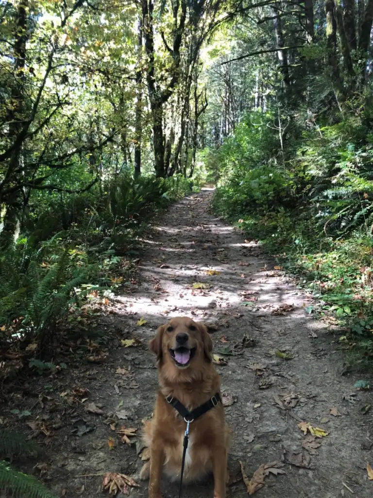A dog on a leash sits in the middle of fern and tree lined trail in a guide to portland's forest park. 
