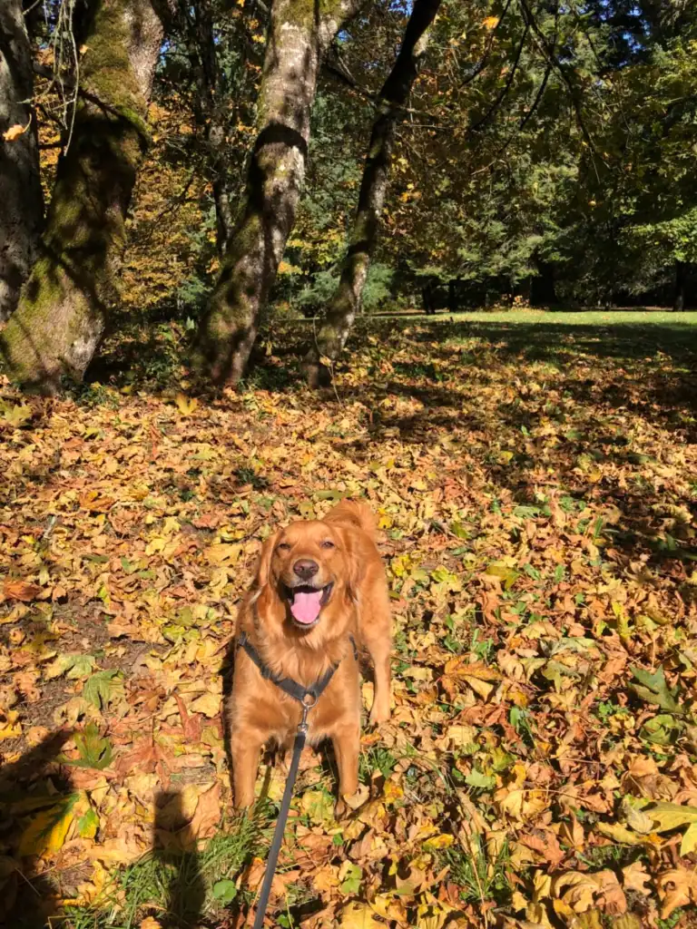 A dog with the sun in his face in a pile of fallen fall leaves. 