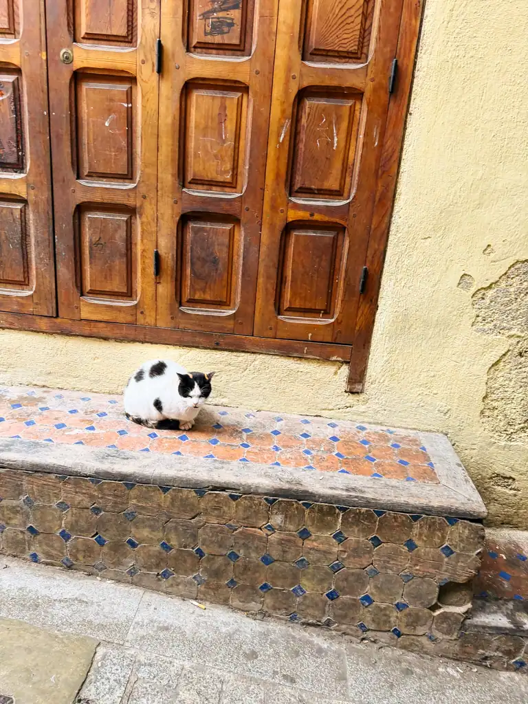 white and black cat sits on tiled step in front of a door in Morocco.