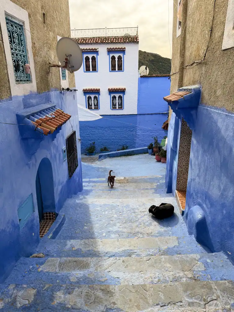 2 dogs on the blue stairs of chefchaouen found in this moroccol travel guide.