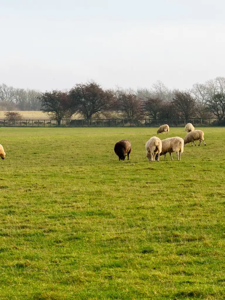 A field of sheep with trees in the background. 