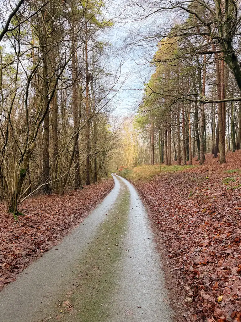 a tree and leaf lined narrow road. 