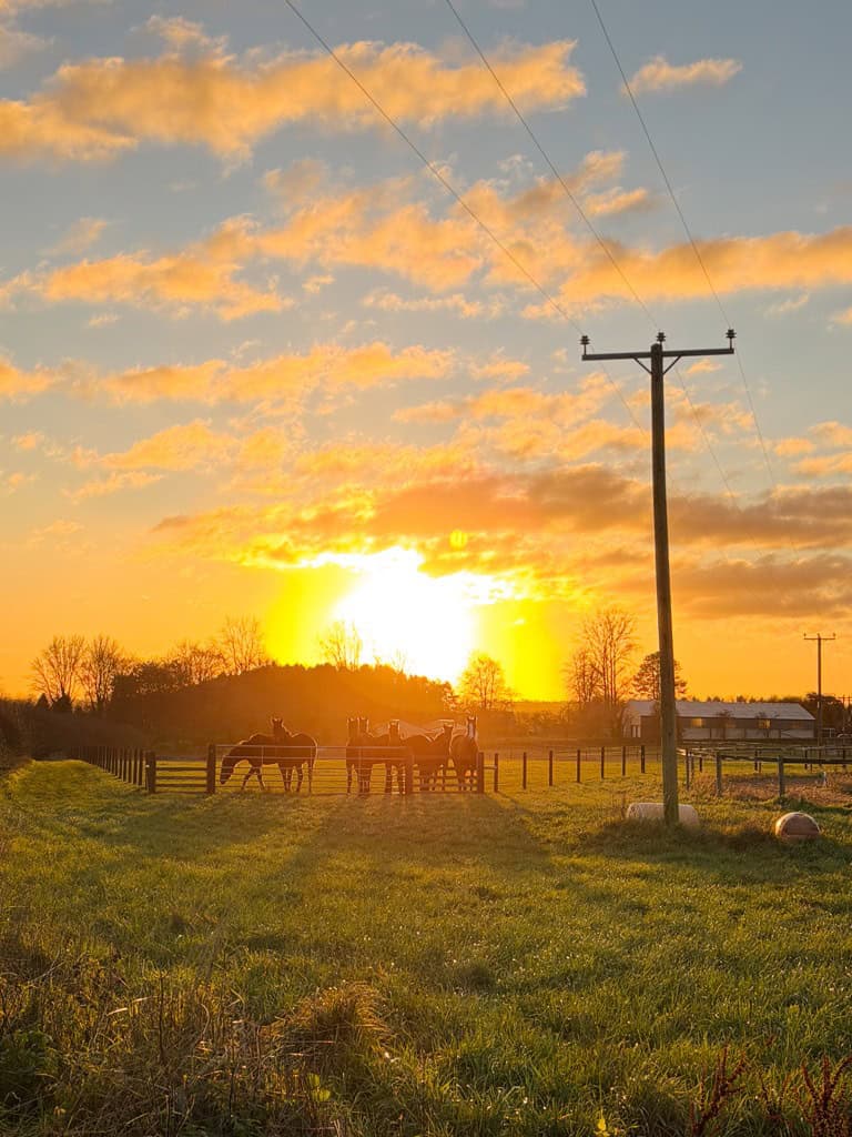 A bright yellow/orange sunset in the countryside with horses in the foreground. 