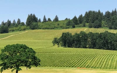 The Ultimate Willamette Valley Wine Tasting Guide