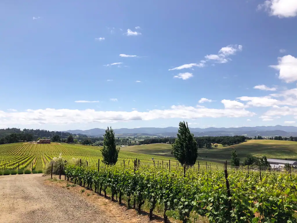 the vineyards in the willamette valley, oregon.