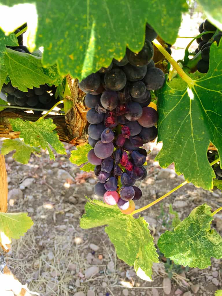 purple grapes and grape leaves hanging from the grapevines in the vineyards.