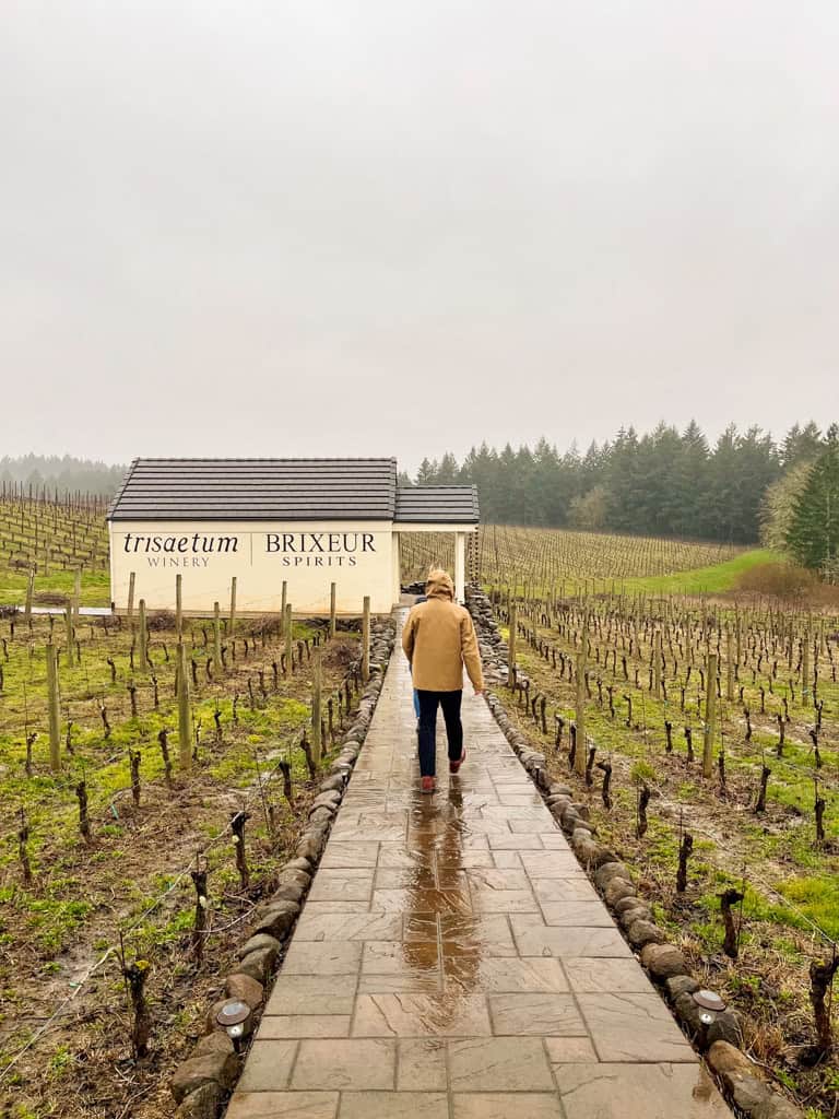 A rainy day in the vineyards of the Willamette valley.