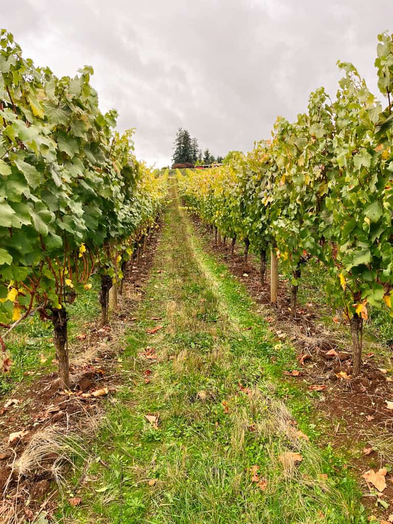 a cloudy day overlooking the vineyards in the ultimate willamette valley wine tasting guide.