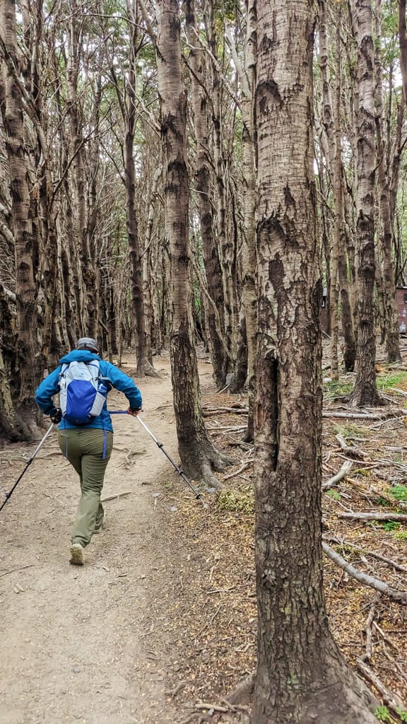 a girl walks through a forest with a backpack and hiking poles. 